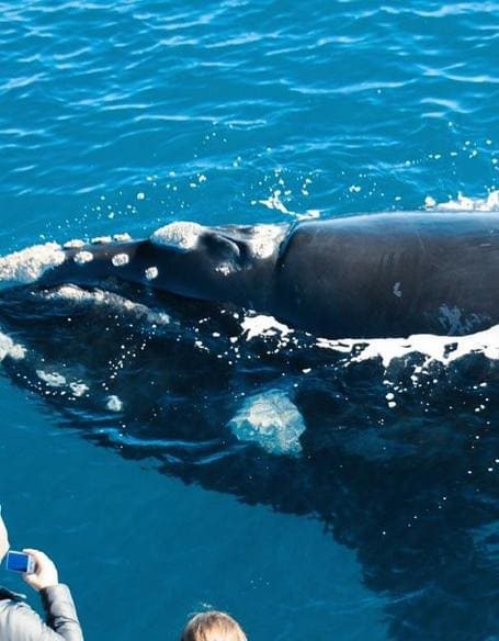 Whale Watching