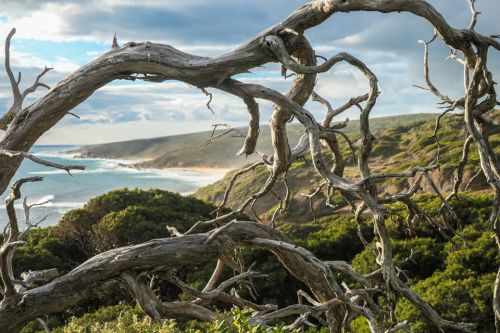 Walking the Cape to Cape Track